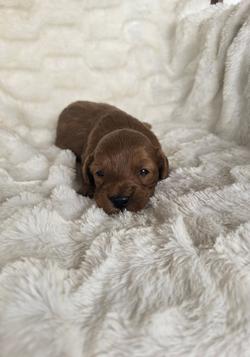 mini goldendoodle puppy