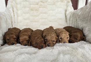 black goldendoodle