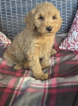 labradoodle breeder