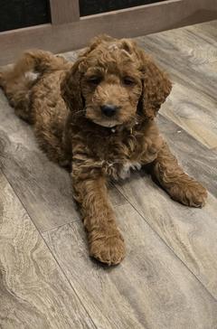 Miniature Goldendoodle puppy for sale adoption