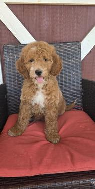 mini goldendoodle puppy